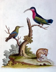 Ilustración en acuarela de un libro de aves raras de G Edwards 1750. George Edwards (1694-1773) fue un naturalista y ornitólogo británico. Viajó mucho por Europa, estudiando la historia natural y las aves en particular. Obtuvo cierto reconocimiento