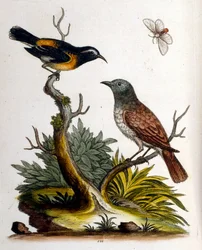 Ilustración en acuarela de un libro de aves raras de G Edwards 1750. George Edwards (1694-1773) fue un naturalista y ornitólogo británico. Viajó mucho por Europa, estudiando la historia natural y las aves en particular. Obtuvo cierto reconocimiento