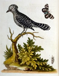 Ilustración en acuarela de un libro de aves raras de G Edwards 1750. George Edwards (1694-1773) fue un naturalista y ornitólogo británico. Viajó mucho por Europa, estudiando la historia natural y las aves en particular. Obtuvo cierto reconocimiento