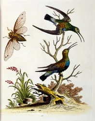 Ilustración en acuarela de un libro de aves raras de G Edwards 1750. George Edwards (1694-1773) fue un naturalista y ornitólogo británico. Viajó mucho por Europa, estudiando la historia natural y las aves en particular. Obtuvo cierto reconocimiento