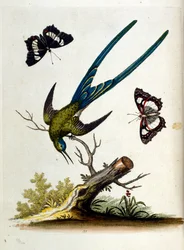 Ilustración en acuarela de un libro de aves raras de G Edwards 1750. George Edwards (1694-1773) fue un naturalista y ornitólogo británico. Viajó mucho por Europa, estudiando la historia natural y las aves en particular. Obtuvo cierto reconocimiento