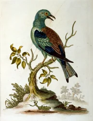 Ilustración en acuarela de un libro de aves raras de G Edwards 1750. George Edwards (1694-1773) fue un naturalista y ornitólogo británico. Viajó mucho por Europa, estudiando la historia natural y las aves en particular. Obtuvo cierto reconocimiento