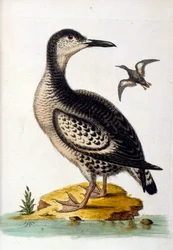 Ilustración en acuarela de un libro de aves raras de G Edwards 1750. George Edwards (1694-1773) fue un naturalista y ornitólogo británico. Viajó mucho por Europa, estudiando la historia natural y las aves en particular. Obtuvo cierto reconocimiento