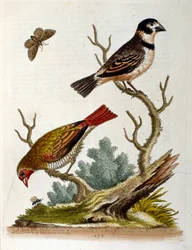 Ilustración en acuarela de un libro de aves raras de G Edwards 1750. George Edwards (1694-1773) fue un naturalista y ornitólogo británico. Viajó mucho por Europa, estudiando la historia natural y las aves en particular. Obtuvo cierto reconocimiento