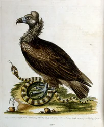 Ilustración en acuarela de un libro de aves raras de G Edwards 1750. George Edwards (1694-1773) fue un naturalista y ornitólogo británico. Viajó mucho por Europa, estudiando la historia natural y las aves en particular. Obtuvo cierto reconocimiento