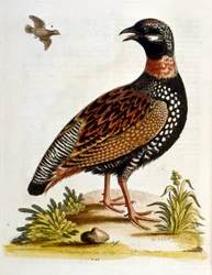 Ilustración en acuarela de un libro de aves raras de G Edwards 1750. George Edwards (1694-1773) fue un naturalista y ornitólogo británico. Viajó mucho por Europa, estudiando la historia natural y las aves en particular. Obtuvo cierto reconocimiento