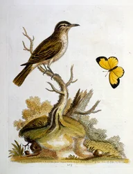 Ilustración en acuarela de un libro de aves raras de G Edwards 1750. George Edwards (1694-1773) fue un naturalista y ornitólogo británico. Viajó mucho por Europa, estudiando la historia natural y las aves en particular. Obtuvo cierto reconocimiento