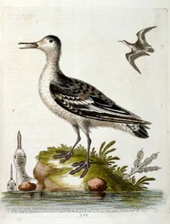 Ilustración en acuarela de un libro de aves raras de G Edwards 1750. George Edwards (1694-1773) fue un naturalista y ornitólogo británico. Viajó mucho por Europa, estudiando la historia natural y las aves en particular. Obtuvo cierto reconocimiento