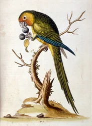Ilustración en acuarela de un libro de aves raras de G Edwards 1750. George Edwards (1694-1773) fue un naturalista y ornitólogo británico. Viajó mucho por Europa, estudiando la historia natural y las aves en particular. Obtuvo cierto reconocimiento