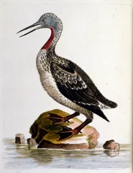 Ilustración en acuarela de un libro de aves raras de G Edwards 1750. George Edwards (1694-1773) fue un naturalista y ornitólogo británico. Viajó mucho por Europa, estudiando la historia natural y las aves en particular. Obtuvo cierto reconocimiento