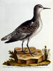Ilustración en acuarela de un libro de aves raras de G Edwards 1750. George Edwards (1694-1773) fue un naturalista y ornitólogo británico. Viajó mucho por Europa, estudiando la historia natural y las aves en particular. Obtuvo cierto reconocimiento
