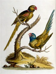 Ilustración en acuarela de un libro de aves raras de G Edwards 1750. George Edwards (1694-1773) fue un naturalista y ornitólogo británico. Viajó mucho por Europa, estudiando la historia natural y las aves en particular. Obtuvo cierto reconocimiento