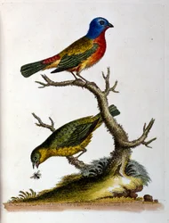 Ilustración en acuarela de un libro de aves raras de G Edwards 1750. George Edwards (1694-1773) fue un naturalista y ornitólogo británico. Viajó mucho por Europa, estudiando la historia natural y las aves en particular. Obtuvo cierto reconocimiento