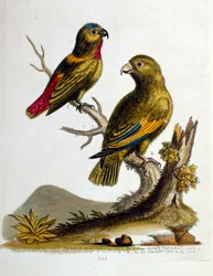 Ilustración en acuarela de un libro de aves raras de G Edwards 1750. George Edwards (1694-1773) fue un naturalista y ornitólogo británico. Viajó mucho por Europa, estudiando la historia natural y las aves en particular. Obtuvo cierto reconocimiento