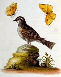 Ilustración en acuarela de un libro de aves raras de G Edwards 1750. George Edwards (1694-1773) fue un naturalista y ornitólogo británico. Viajó mucho por Europa, estudiando la historia natural y las aves en particular. Obtuvo cierto reconocimiento