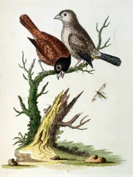 Ilustración en acuarela de un libro de aves raras de G Edwards 1750. George Edwards (1694-1773) fue un naturalista y ornitólogo británico. Viajó mucho por Europa, estudiando la historia natural y las aves en particular. Obtuvo cierto reconocimiento