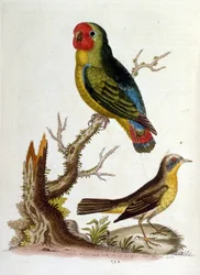 Ilustración en acuarela de un libro de aves raras de G Edwards 1750. George Edwards (1694-1773) fue un naturalista y ornitólogo británico. Viajó mucho por Europa, estudiando la historia natural y las aves en particular. Obtuvo cierto reconocimiento