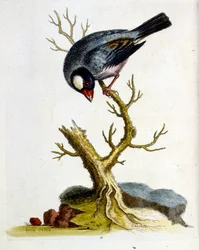 Ilustración en acuarela de un libro de aves raras de G Edwards 1750. George Edwards (1694-1773) fue un naturalista y ornitólogo británico. Viajó mucho por Europa, estudiando la historia natural y las aves en particular. Obtuvo cierto reconocimiento