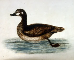 Ilustración en acuarela de un libro de aves raras de G Edwards 1750. George Edwards (1694-1773) fue un naturalista y ornitólogo británico. Viajó mucho por Europa, estudiando la historia natural y las aves en particular. Obtuvo cierto reconocimiento