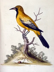Ilustración en acuarela de un libro de aves raras de G Edwards 1750. George Edwards (1694-1773) fue un naturalista y ornitólogo británico. Viajó mucho por Europa, estudiando la historia natural y las aves en particular. Obtuvo cierto reconocimiento