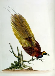 Ilustración en acuarela de un libro de aves raras de G Edwards 1750. George Edwards (1694-1773) fue un naturalista y ornitólogo británico. Viajó mucho por Europa, estudiando la historia natural y las aves en particular. Obtuvo cierto reconocimiento