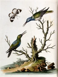 Ilustración en acuarela de un libro de aves raras de G Edwards 1750. George Edwards (1694-1773) fue un naturalista y ornitólogo británico. Viajó mucho por Europa, estudiando la historia natural y las aves en particular. Obtuvo cierto reconocimiento