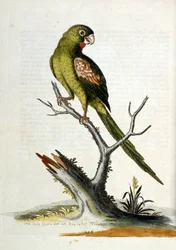 Ilustración en acuarela de un libro de aves raras de G Edwards 1750. George Edwards (1694-1773) fue un naturalista y ornitólogo británico. Viajó mucho por Europa, estudiando la historia natural y las aves en particular. Obtuvo cierto reconocimiento