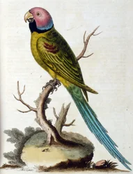 Ilustración en acuarela de un libro de aves raras de G Edwards 1750. George Edwards (1694-1773) fue un naturalista y ornitólogo británico. Viajó mucho por Europa, estudiando la historia natural y las aves en particular. Obtuvo cierto reconocimiento