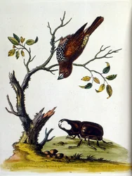 Ilustración en acuarela de un libro de aves raras de G Edwards 1750. George Edwards (1694-1773) fue un naturalista y ornitólogo británico. Viajó mucho por Europa, estudiando la historia natural y las aves en particular. Obtuvo cierto reconocimiento