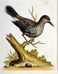 Ilustración en acuarela de un libro de aves raras de G Edwards 1750. George Edwards (1694-1773) fue un naturalista y ornitólogo británico. Viajó mucho por Europa, estudiando la historia natural y las aves en particular. Obtuvo cierto reconocimiento