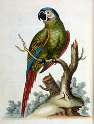 Ilustración en acuarela de un libro de aves raras de G Edwards 1750. George Edwards (1694-1773) fue un naturalista y ornitólogo británico. Viajó mucho por Europa, estudiando la historia natural y las aves en particular. Obtuvo cierto reconocimiento