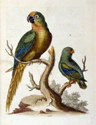 Ilustración en acuarela de un libro de aves raras de G Edwards 1750. George Edwards (1694-1773) fue un naturalista y ornitólogo británico. Viajó mucho por Europa, estudiando la historia natural y las aves en particular. Obtuvo cierto reconocimiento