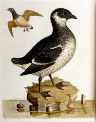 Ilustración en acuarela de un libro de aves raras de G Edwards 1750. George Edwards (1694-1773) fue un naturalista y ornitólogo británico. Viajó mucho por Europa, estudiando la historia natural y las aves en particular. Obtuvo cierto reconocimiento