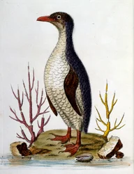 Ilustración en acuarela de un libro de aves raras de G Edwards 1750. George Edwards (1694-1773) fue un naturalista y ornitólogo británico. Viajó mucho por Europa, estudiando la historia natural y las aves en particular. Obtuvo cierto reconocimiento
