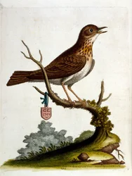 Ilustración en acuarela de un libro de aves raras de G Edwards 1750. George Edwards (1694-1773) fue un naturalista y ornitólogo británico. Viajó mucho por Europa, estudiando la historia natural y las aves en particular. Obtuvo cierto reconocimiento