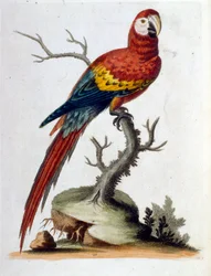 Ilustración en acuarela de un libro de aves raras de G Edwards 1750. George Edwards (1694-1773) fue un naturalista y ornitólogo británico. Viajó mucho por Europa, estudiando la historia natural y las aves en particular. Obtuvo cierto reconocimiento