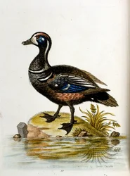 Ilustración en acuarela de un libro de aves raras de G Edwards 1750. George Edwards (1694-1773) fue un naturalista y ornitólogo británico. Viajó mucho por Europa, estudiando la historia natural y las aves en particular. Obtuvo cierto reconocimiento