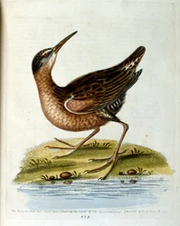 Ilustración en acuarela de un libro de aves raras de G Edwards 1750. George Edwards (1694-1773) fue un naturalista y ornitólogo británico. Viajó mucho por Europa, estudiando la historia natural y las aves en particular. Obtuvo cierto reconocimiento
