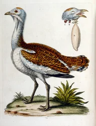 Ilustración en acuarela de un libro de aves raras de G Edwards 1750. George Edwards (1694-1773) fue un naturalista y ornitólogo británico. Viajó mucho por Europa, estudiando la historia natural y las aves en particular. Obtuvo cierto reconocimiento
