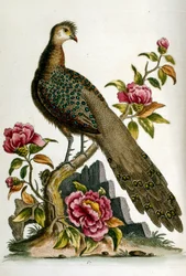 Ilustración en acuarela de un libro de aves raras de G Edwards 1750. George Edwards (1694-1773) fue un naturalista y ornitólogo británico. Viajó mucho por Europa, estudiando la historia natural y las aves en particular. Obtuvo cierto reconocimiento