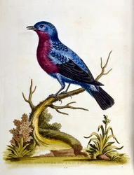 Ilustración en acuarela de un libro de aves raras de G Edwards 1750. George Edwards (1694-1773) fue un naturalista y ornitólogo británico. Viajó mucho por Europa, estudiando la historia natural y las aves en particular. Obtuvo cierto reconocimiento