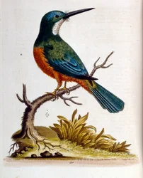 Ilustración en acuarela de un libro de aves raras de G Edwards 1750. George Edwards (1694-1773) fue un naturalista y ornitólogo británico. Viajó mucho por Europa, estudiando la historia natural y las aves en particular. Obtuvo cierto reconocimiento