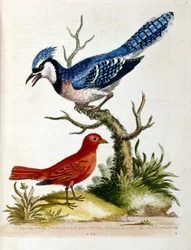 Ilustración en acuarela de un libro de aves raras de G Edwards 1750. George Edwards (1694-1773) fue un naturalista y ornitólogo británico. Viajó mucho por Europa, estudiando la historia natural y las aves en particular. Obtuvo cierto reconocimiento