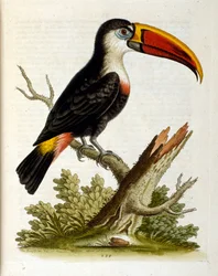Ilustración en acuarela de un libro de aves raras de G Edwards 1750. George Edwards (1694-1773) fue un naturalista y ornitólogo británico. Viajó mucho por Europa, estudiando la historia natural y las aves en particular. Obtuvo cierto reconocimiento