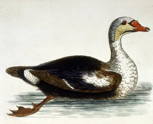 Ilustración en acuarela de un libro de aves raras de G Edwards 1750. George Edwards (1694-1773) fue un naturalista y ornitólogo británico. Viajó mucho por Europa, estudiando la historia natural y las aves en particular. Obtuvo cierto reconocimiento