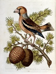 Ilustración en acuarela de un libro de aves raras de G Edwards 1750. George Edwards (1694-1773) fue un naturalista y ornitólogo británico. Viajó mucho por Europa, estudiando la historia natural y las aves en particular. Obtuvo cierto reconocimiento