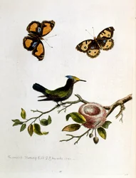 Ilustración en acuarela de un libro de aves raras de G Edwards 1750. George Edwards (1694-1773) fue un naturalista y ornitólogo británico. Viajó mucho por Europa, estudiando la historia natural y las aves en particular. Obtuvo cierto reconocimiento