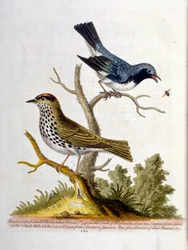 Ilustración en acuarela de un libro de aves raras de G Edwards 1750. George Edwards (1694-1773) fue un naturalista y ornitólogo británico. Viajó mucho por Europa, estudiando la historia natural y las aves en particular. Obtuvo cierto reconocimiento