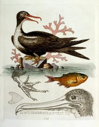 Ilustración en acuarela de un libro de aves raras de G Edwards 1750. George Edwards (1694-1773) fue un naturalista y ornitólogo británico. Viajó mucho por Europa, estudiando la historia natural y las aves en particular. Obtuvo cierto reconocimiento