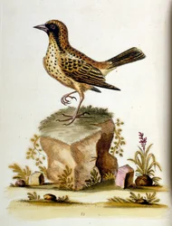 Ilustración en acuarela de un libro de aves raras de G Edwards 1750. George Edwards (1694-1773) fue un naturalista y ornitólogo británico. Viajó mucho por Europa, estudiando la historia natural y las aves en particular. Obtuvo cierto reconocimiento